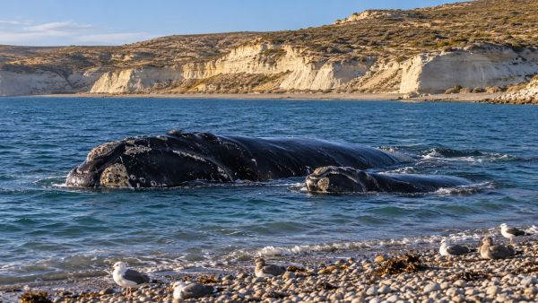 Découvrez pourquoi la péninsule valdés est un joyau de la faune en Patagonie